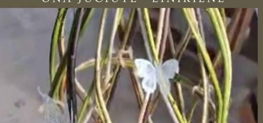 Žilvyčių pynimo edukacija