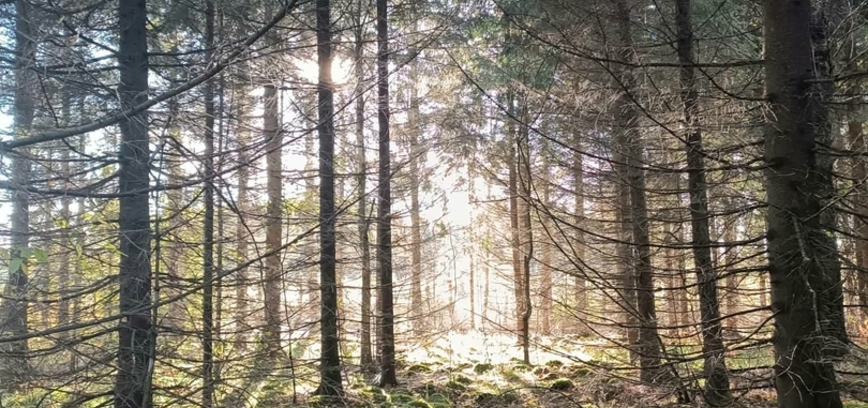 Miško maudynės pagal „Forest Therapy Hub“ (FTHub) metodiką