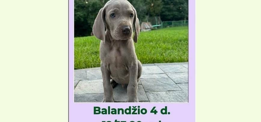 Joga su veimaraneriais