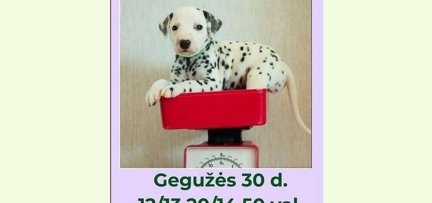 Joga su dalmantinais