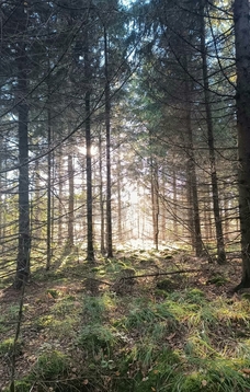 Miško maudynės pagal „Forest Therapy Hub“ (FTHub) metodiką