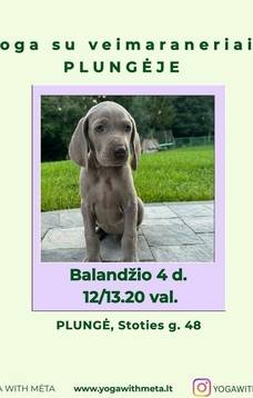 Joga su veimaraneriais