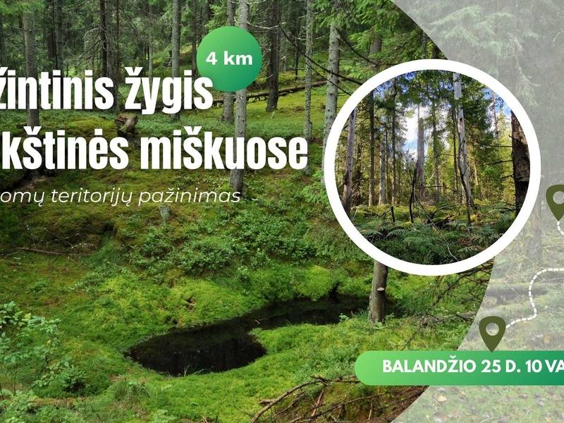 Pažintinis žygis Plokštinės miškuose: saugomų teritorijų pažinimas