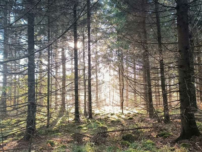 Miško maudynės pagal „Forest Therapy Hub“ (FTHub) metodiką