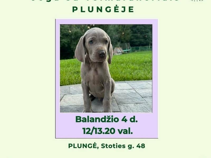 Joga su veimaraneriais