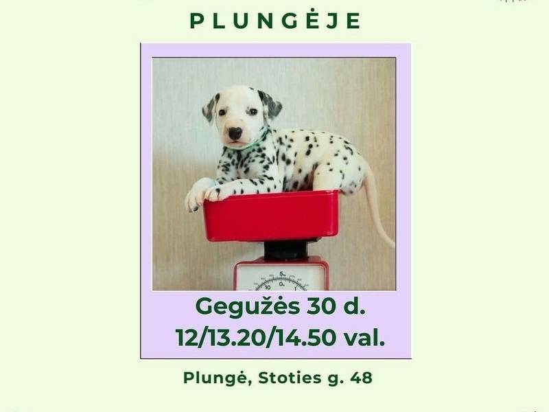 Joga su dalmantinais