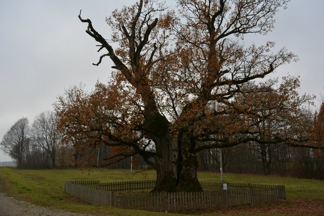 Mingėlos ąžuolas